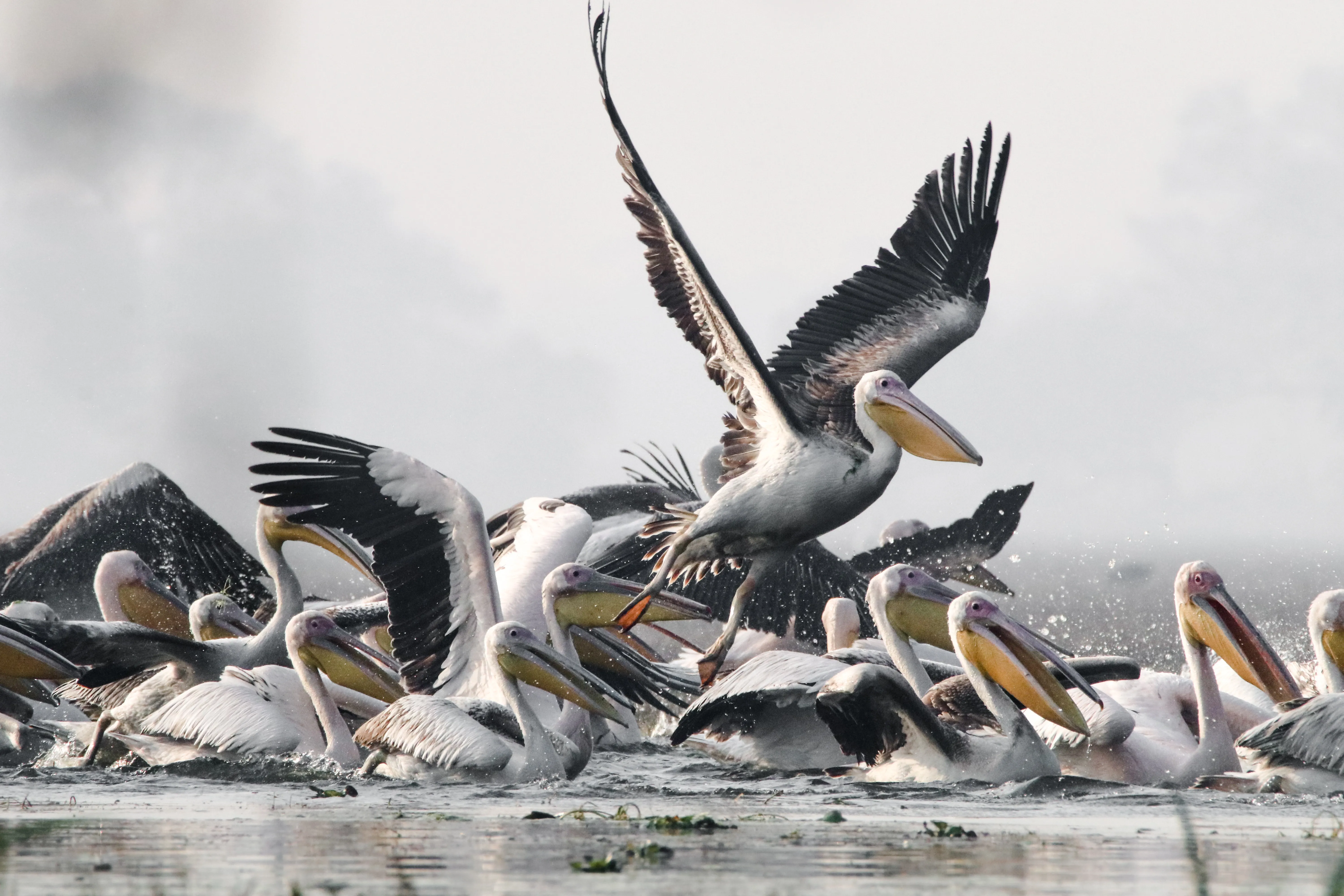 Gans als markantes Bildmotiv